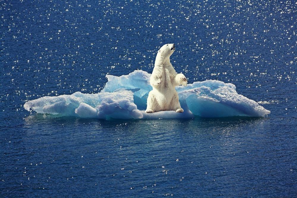 polar bear on a glacier